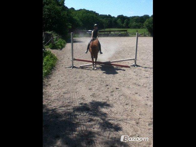 Islænder Osk billede 17