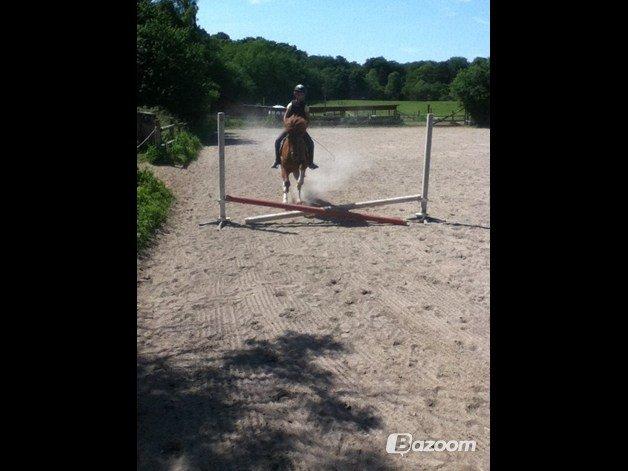 Islænder Osk billede 18