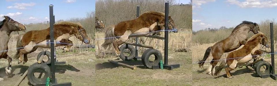 Shetlænder Team Memories Markus <3 billede 13