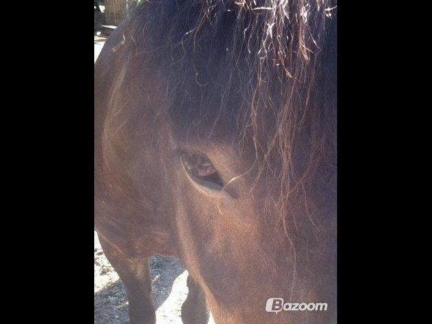 Islænder Flicka billede 19