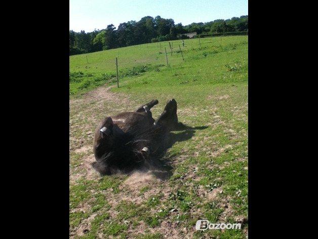 Islænder Flicka billede 20