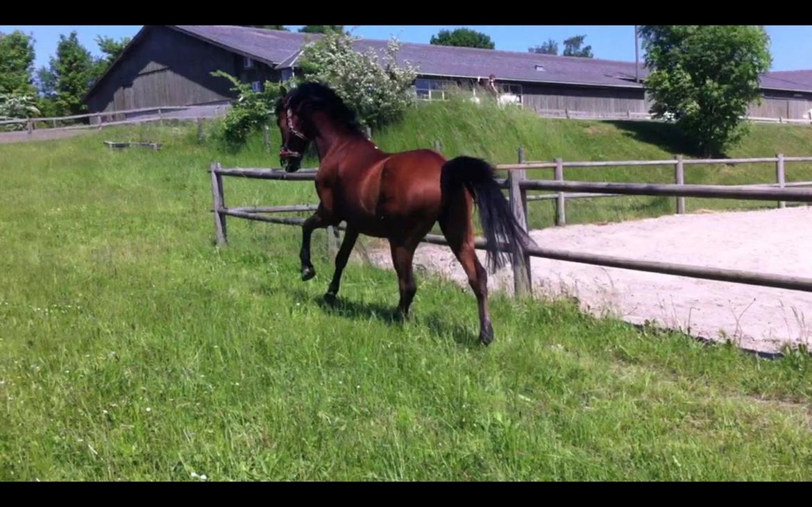Welsh Pony (sec B) Victoria Madly <3 (A pony) - min vildbasse på folden <3 billede 31