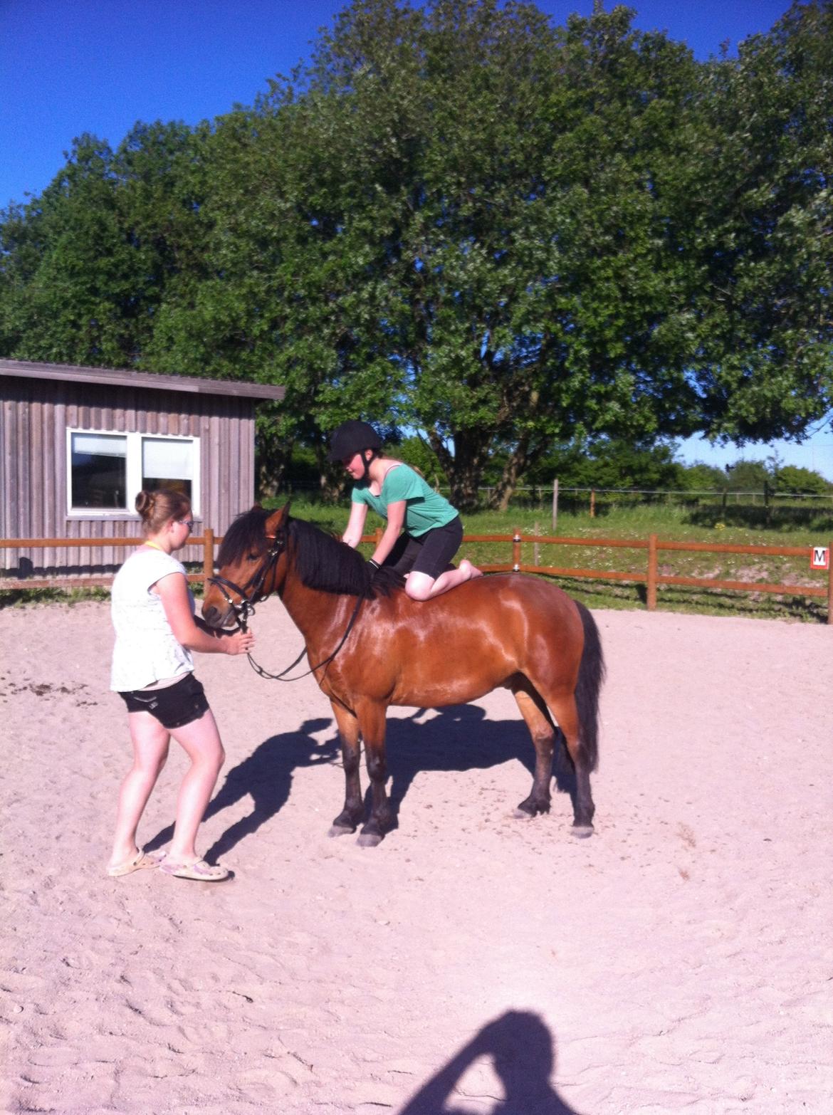 Anden særlig race Romze - sød ponze billede 9