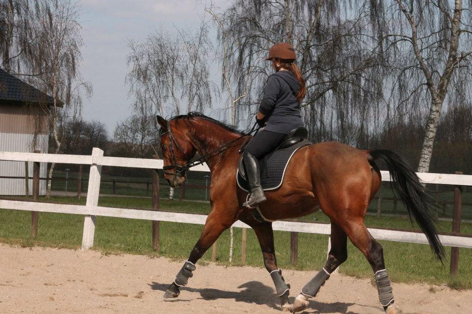 Tysk Oldenburger Villads billede 17