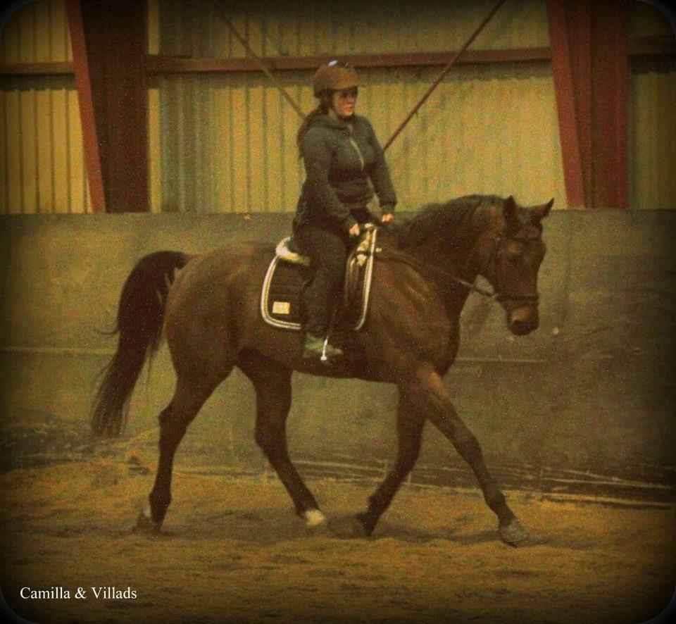 Tysk Oldenburger Villads billede 19