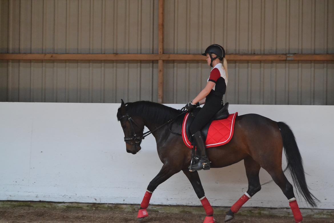 DSP Kjær's Calderina - Tredje gang jeg rider hende. billede 15