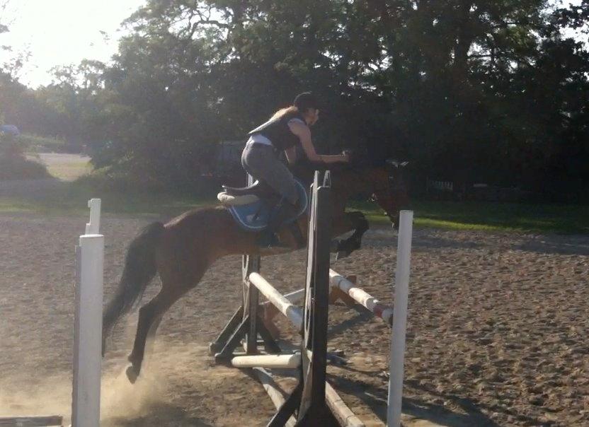 New Forest Brinkhofs Phantom (tidl. springpart) billede 16