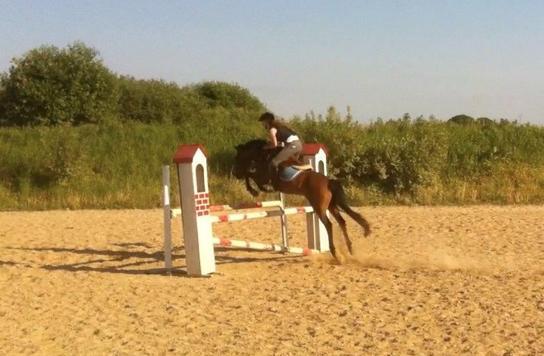 New Forest Brinkhofs Phantom (tidl. springpart) billede 3