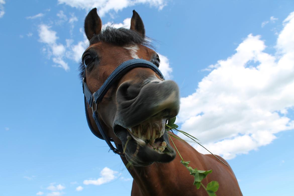 Tysk Sportspony Prop (Premiat) - Så charmerende ;) 4/6-13 billede 11