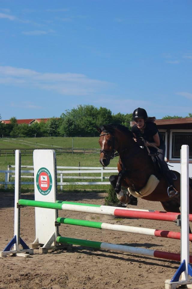 Tysk Sportspony Prop (Premiat) - Springtræning 30/5-13 billede 2