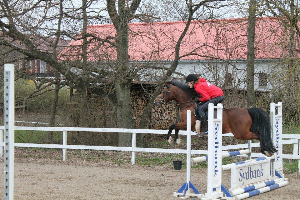 Tysk Sportspony Prop (Premiat) - Springtræning 25/4-13 billede 7