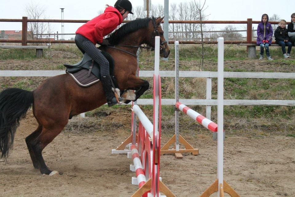 Tysk Sportspony Prop (Premiat) - Springtræning 25/4-13 billede 18