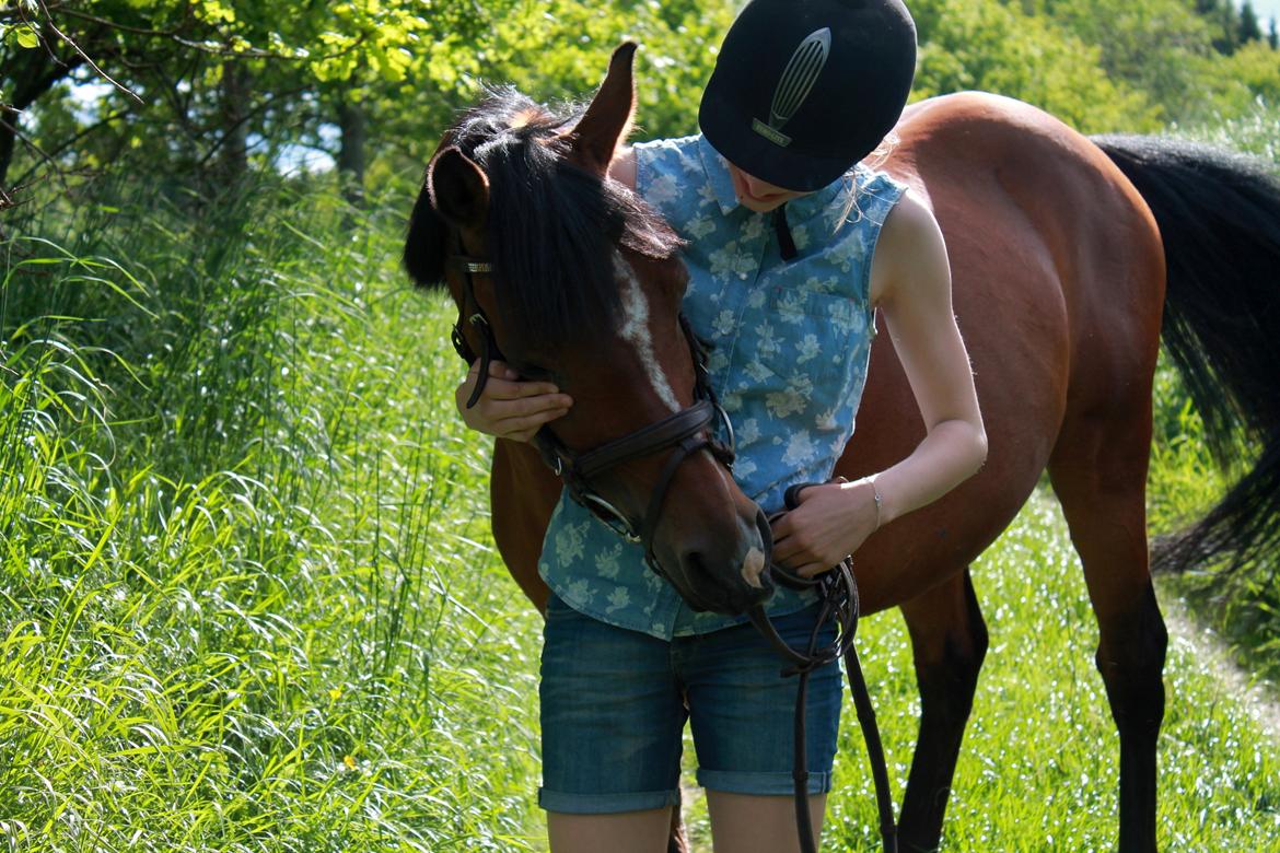 Tysk Sportspony Prop (Premiat) - Han bringer et smil på læben <3 4/6-13 billede 3