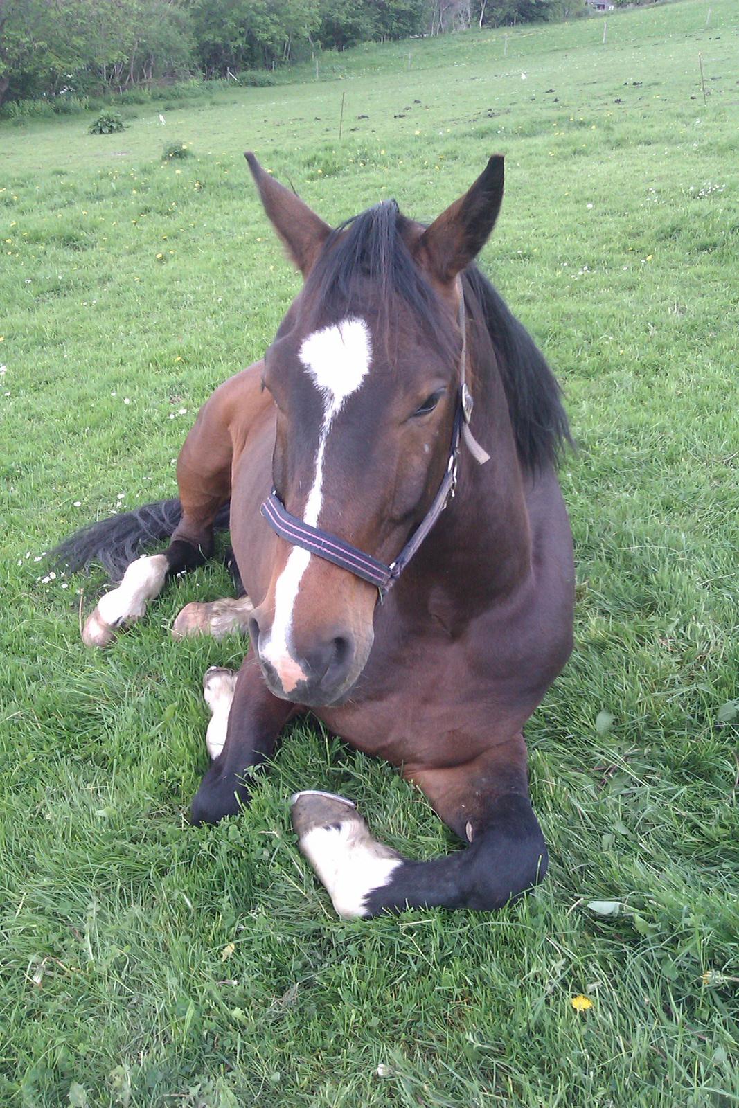 Dansk Varmblod Lertevang's Libra billede 13