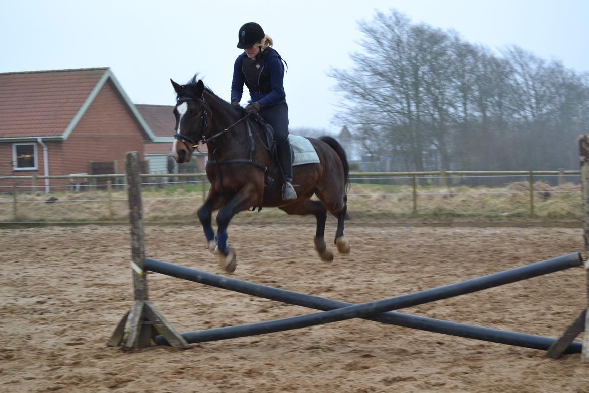 Dansk Varmblod Lertevang's Libra billede 14