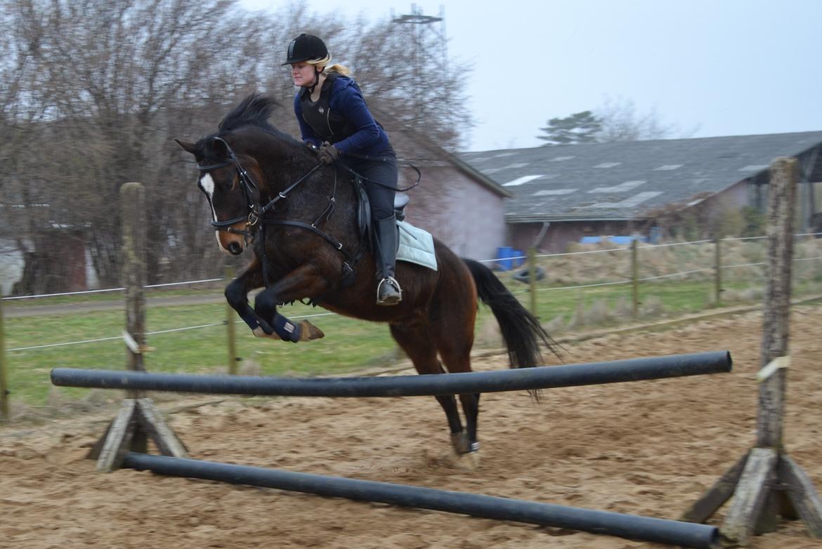 Dansk Varmblod Lertevang's Libra billede 1