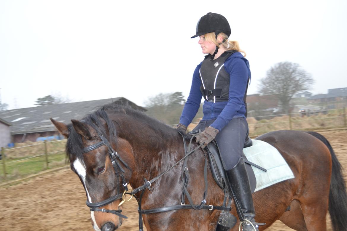 Dansk Varmblod Lertevang's Libra billede 16