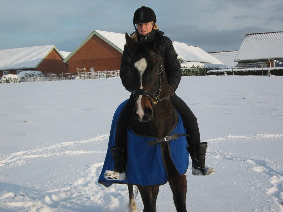 Dansk Varmblod Lertevang's Libra billede 17