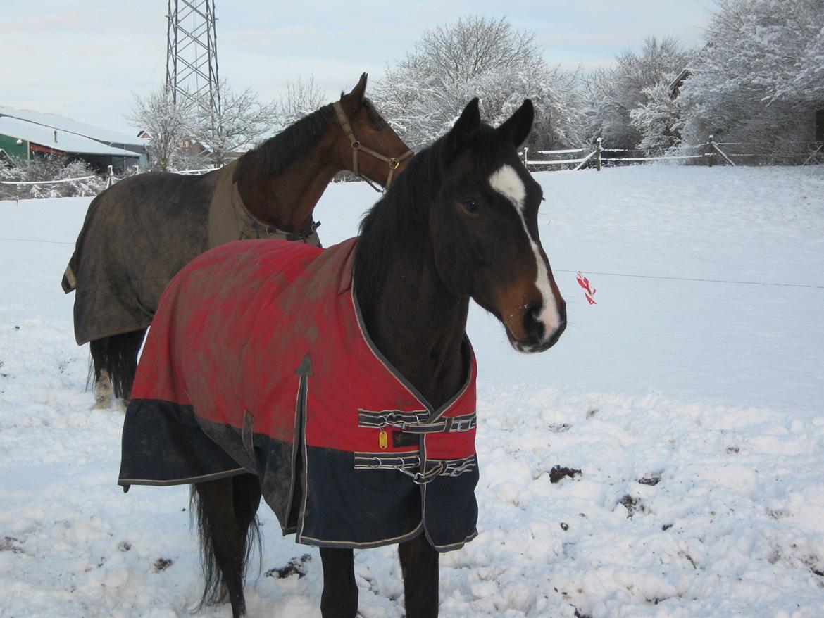 Dansk Varmblod Lertevang's Libra billede 18