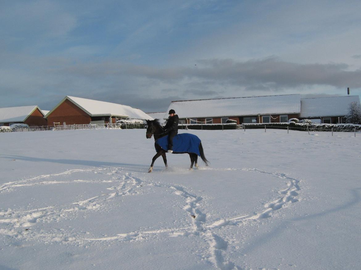 Dansk Varmblod Lertevang's Libra billede 19