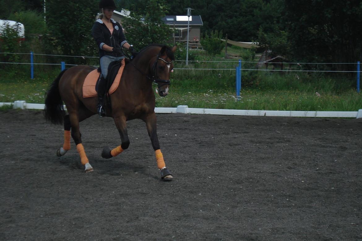 Hollandsk Varmblod Zhapriano - Bettemanden i lidt dressur. :)  billede 16