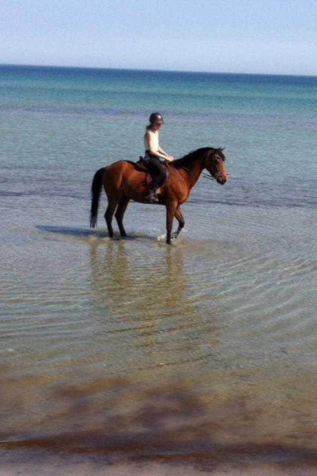 Welsh Pony (sec B) Victoria Madly <3 (A pony) - første tur på stranden <3 billede 32