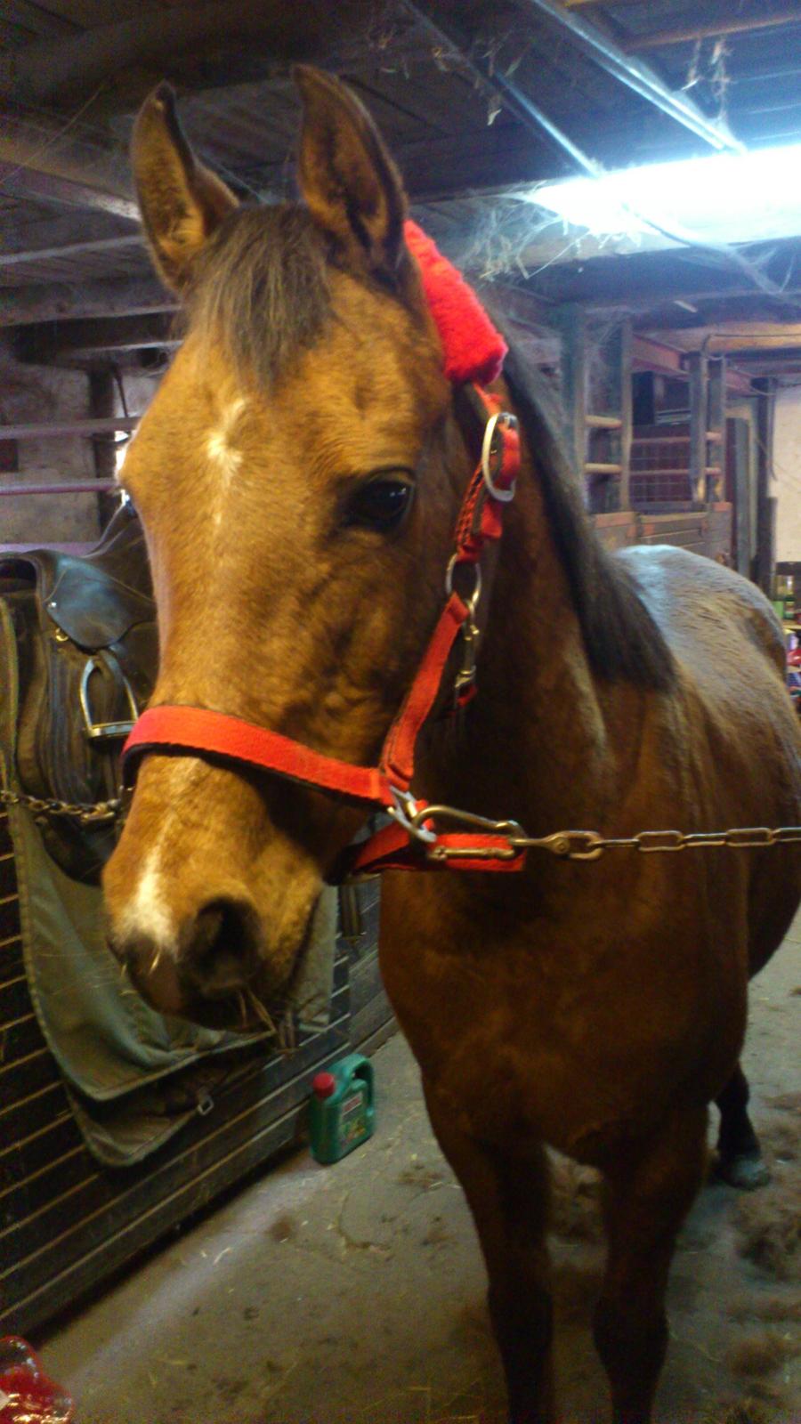 Arabisk fuldblod (OX) Wianda OX 2610 billede 3