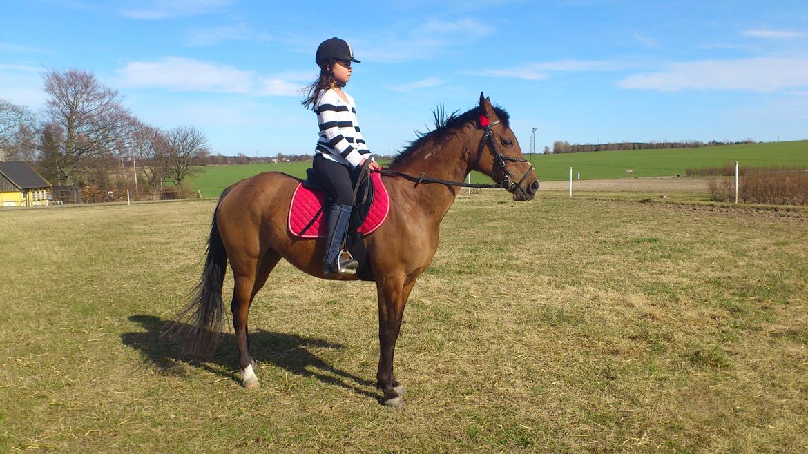 Arabisk fuldblod (OX) Wianda OX 2610 - Wianda og Celina efter et par mdr. billede 4