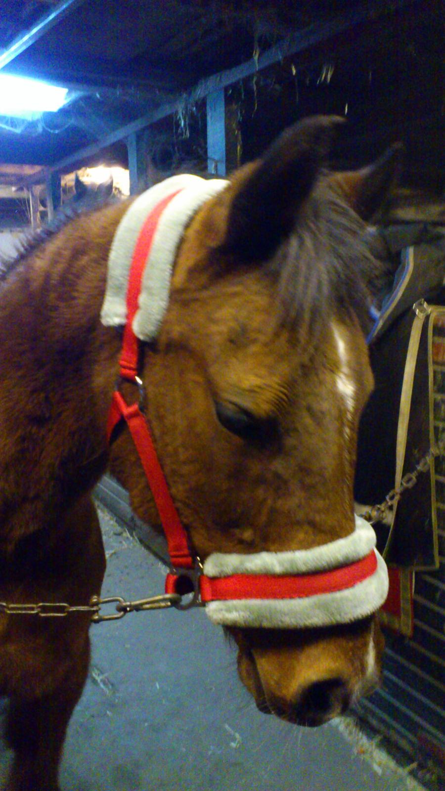 Arabisk fuldblod (OX) Wianda OX 2610 - prinsessen billede 5