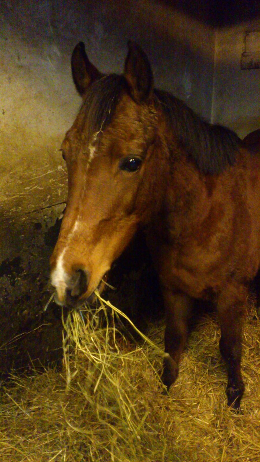 Arabisk fuldblod (OX) Wianda OX 2610 - et af de første billeder billede 6