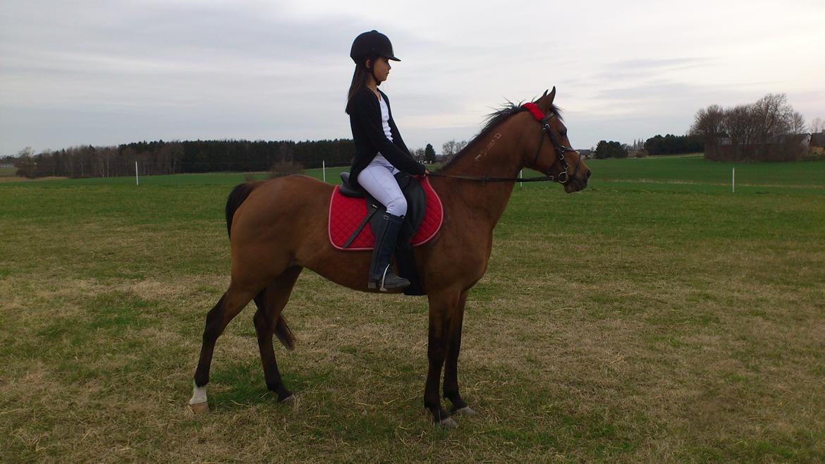 Arabisk fuldblod (OX) Wianda OX 2610 billede 1