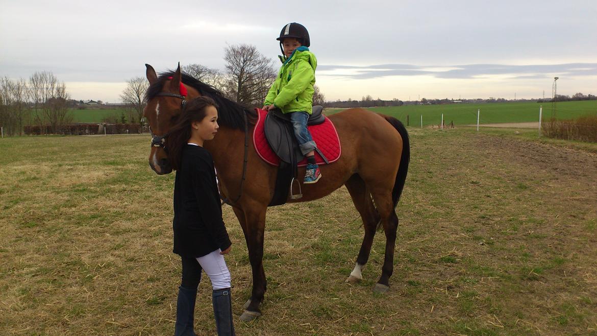 Arabisk fuldblod (OX) Wianda OX 2610 - lillebror er også glad for Wianda :-D billede 7