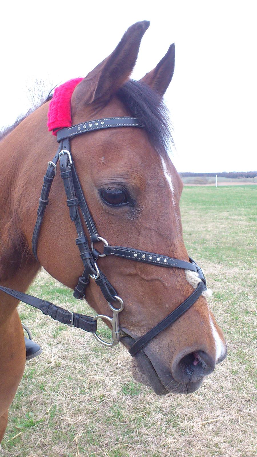 Arabisk fuldblod (OX) Wianda OX 2610 billede 8