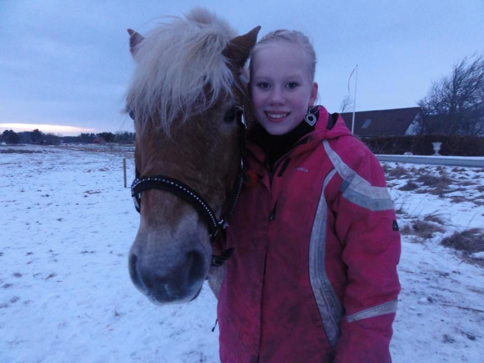 Haflinger Maggie - hyggelig vinter aften billede 3