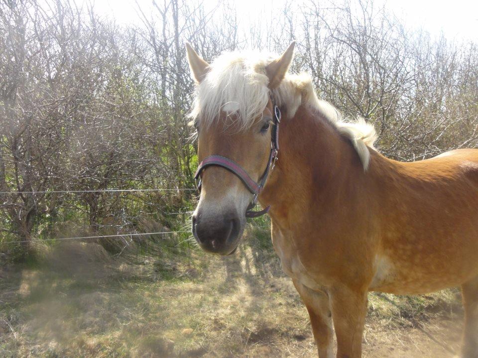 Haflinger Maggie - om sommeren får Maggie blommer billede 4