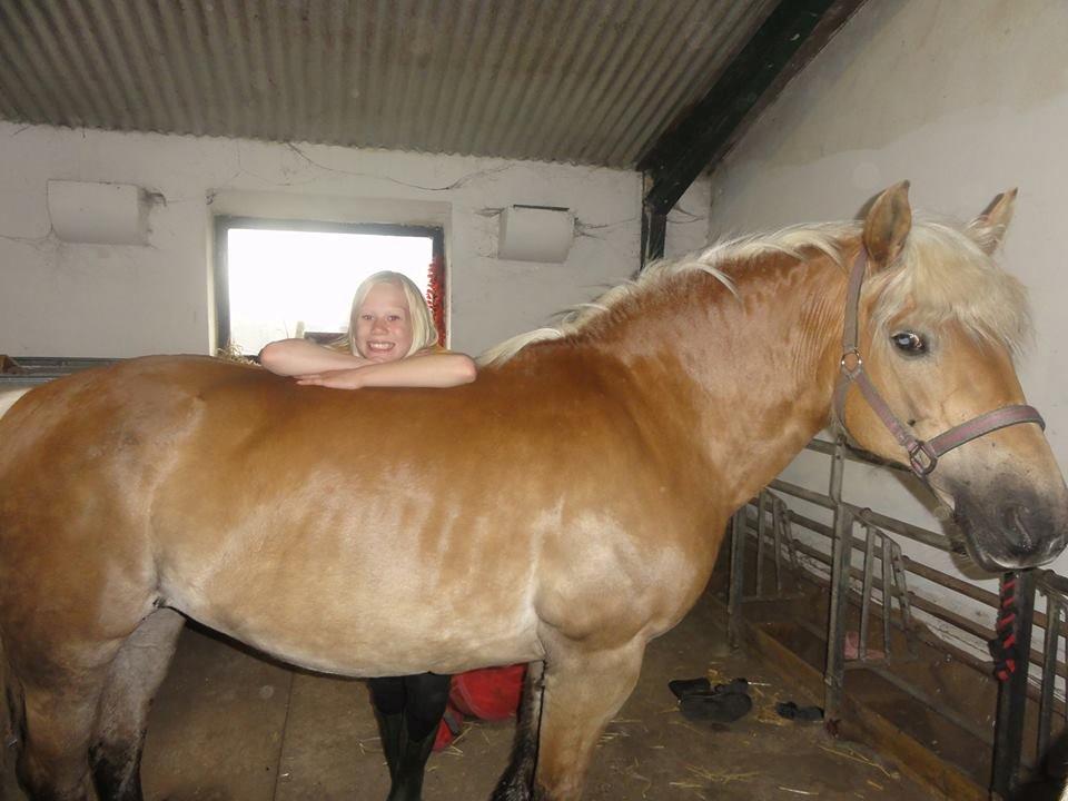 Haflinger Maggie billede 5