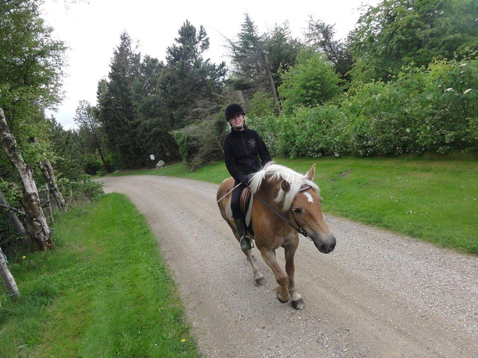 Haflinger Maggie billede 6