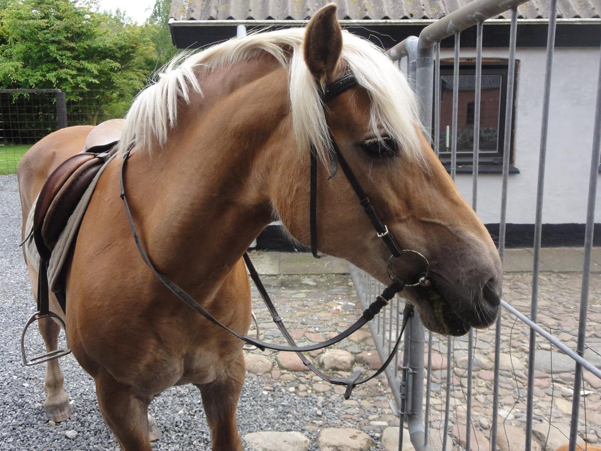 Haflinger Maggie billede 7