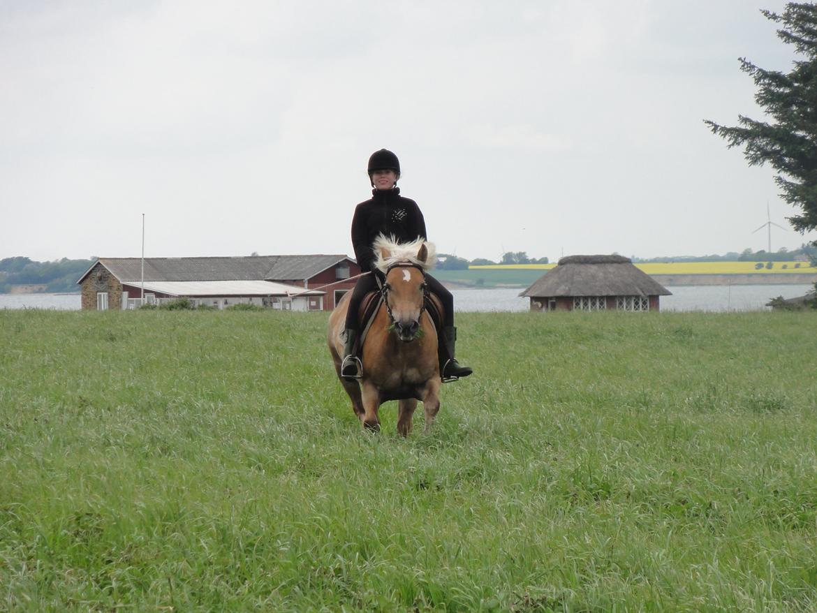 Haflinger Maggie billede 8