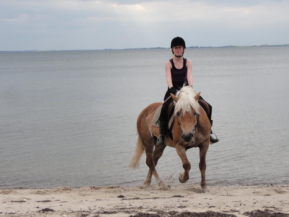 Haflinger Maggie - hygge på stranden billede 1