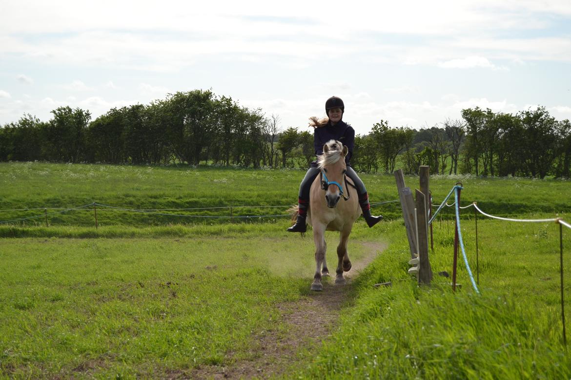 Fjordhest Casper Hedelund - På Casper´s 20 års fødselsdag! :D  billede 1