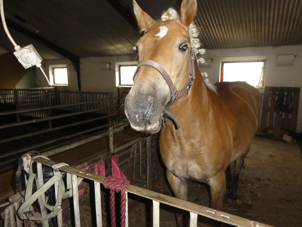 Haflinger Maggie - Maggies første rosenknopper billede 10