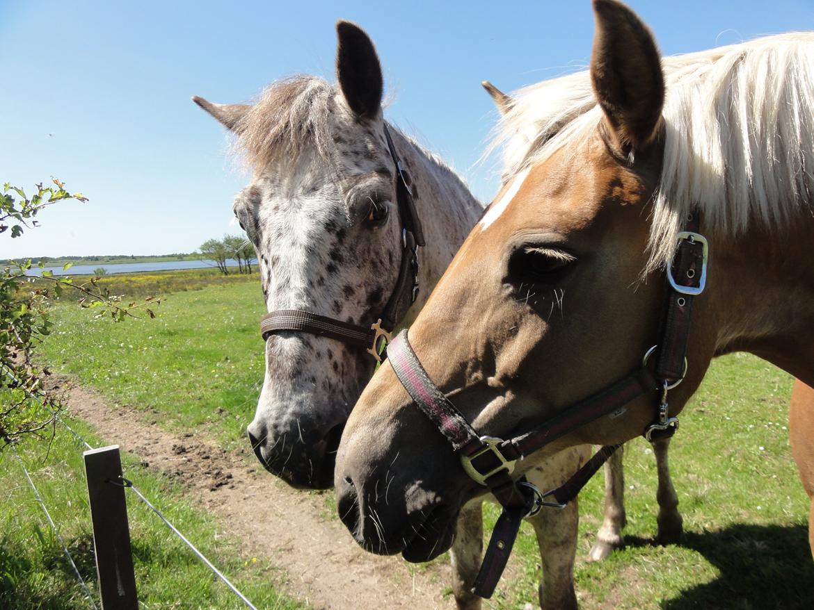 Haflinger Maggie - Maggie og løjt i kan søge på løjt over heste galleri billede 11