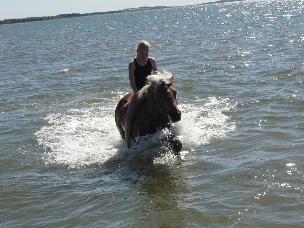 Haflinger Maggie billede 17