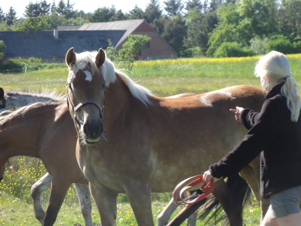 Haflinger Maggie billede 13