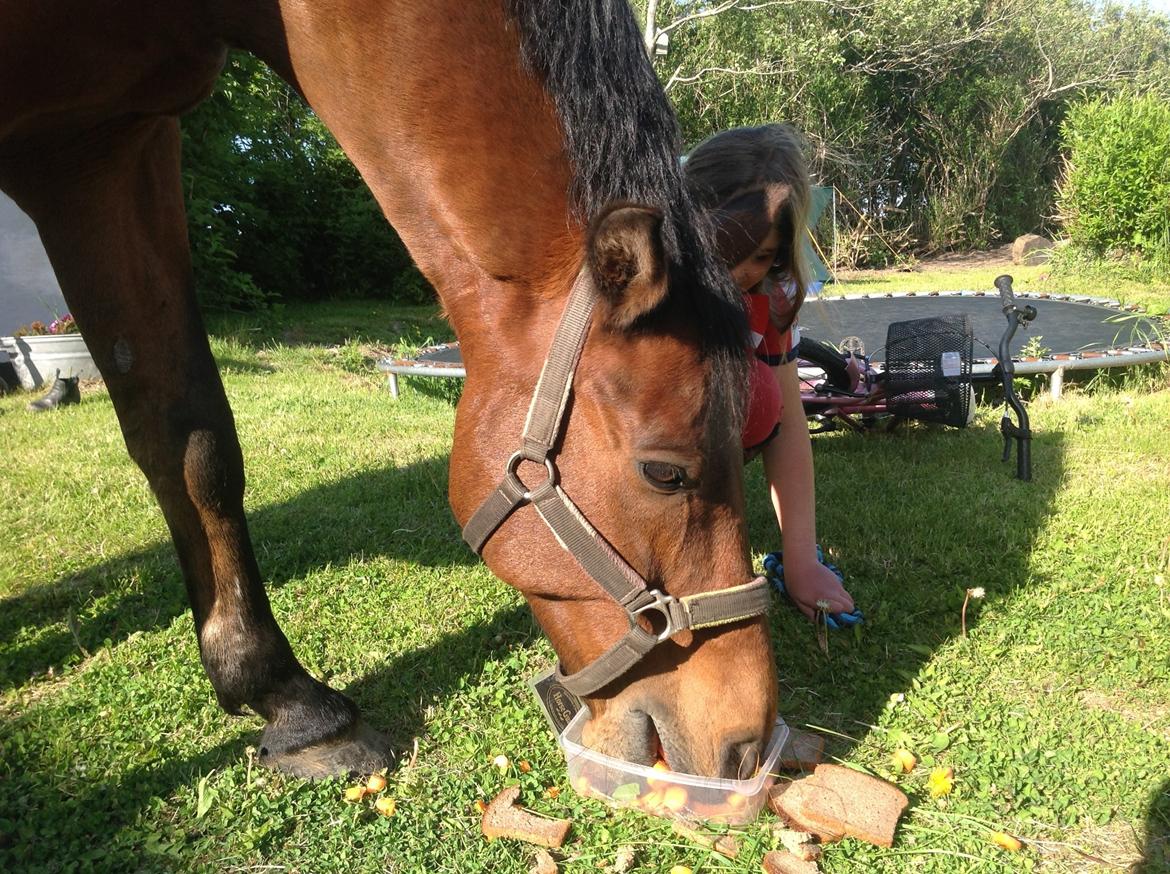 New Forest ORCHID'S PETER PAN  billede 16