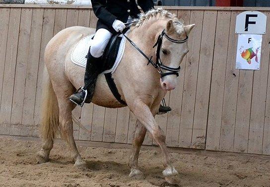 Welsh Pony (sec B) Sundance - Sunny og mig til vores første stævne, i en LC1. billede 3