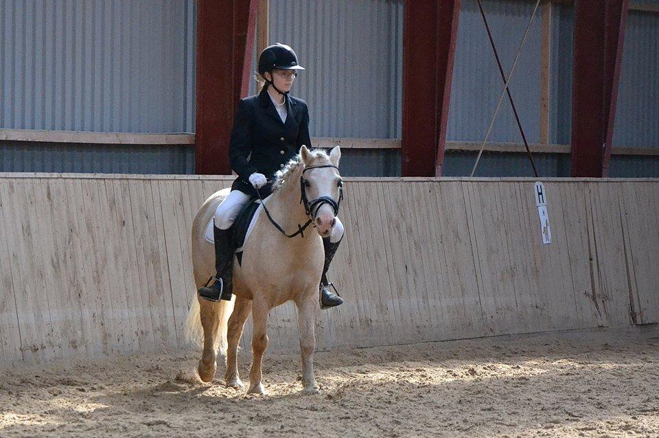 Welsh Pony (sec B) Sundance - det er nu en måned siden du blev solgt, jeg ved nu at jeg ikke længere kan røre din lille mule eller mærke dine bløde hår. billede 12