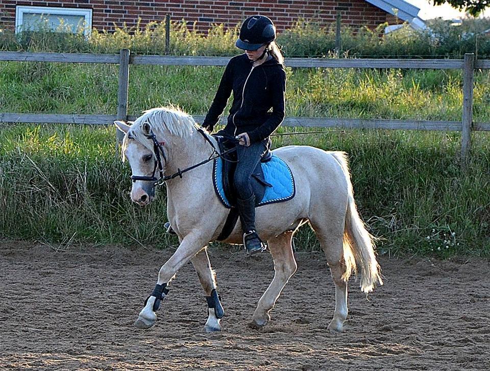 Welsh Pony (sec B) Sundance - Velkommen til min skønne sunnys profil, nyd ham! billede 1
