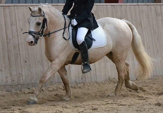 Welsh Pony (sec B) Sundance - 1. stævne ve red til. 65%, og en 4plads. billede 10